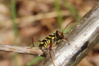 Clytus arietis