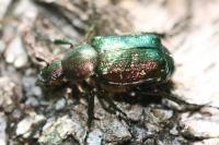 Gnorimus nobilis