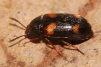 Mycetophagus quadripustulatus