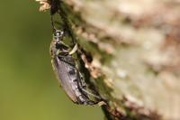 Stictoleptura scutellata