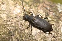 Stictoleptura scutellata