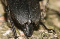 Stictoleptura scutellata