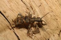Rhagium sycophanta