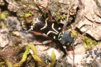 Xylotrechus antilope