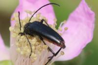 Rutpela nigra