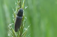 Athous haemorrhoidalis