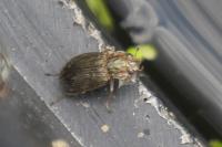 Helophorus
