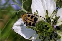 Trichius gallicus