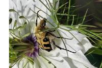 Trichius gallicus