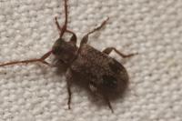 Exocentrus adspersus