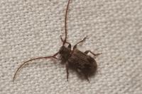 Exocentrus adspersus