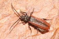 Omalisus fontisbellaquei