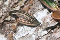 Carabus cancellatus
