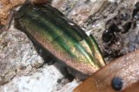 Carabus auratus