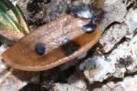 Dendroxena quadrimaculata