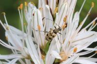 Pachytodes cerambyciformis