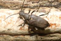 Stictoleptura scutellata