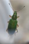 Polydrusus formosus