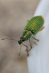 Polydrusus formosus