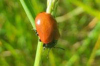 Chrysomela populi