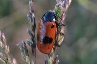 Clytra laeviuscula