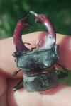 Lucanus cervus
