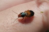 Diachromus germanus