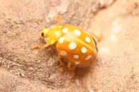 Halyzia sedecimguttata