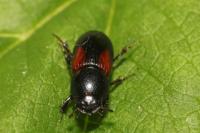 Nialus varians