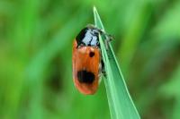 Clytra laeviuscula