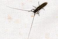 Calamobius filum