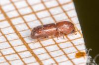 Xyleborus monographus