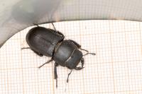 Dorcus parallelipipedus