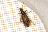 Malachius bipustulatus