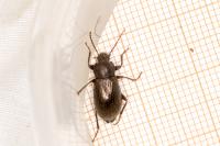 Stenomax aeneus