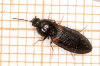 Calambus bipustulatus