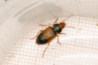 Diachromus germanus