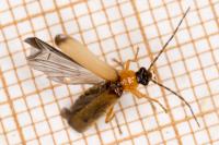 Rhagonycha lutea