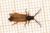 Drilus flavescens