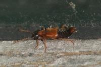 Deleaster dichrous