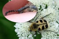 Trichius gallicus