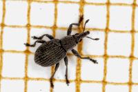 Pseudoperapion brevirostre