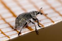 Pseudoperapion brevirostre