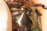 Potosia cuprea