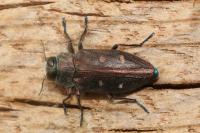 Chrysobothris affinis