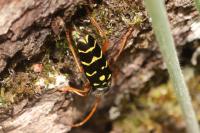 Plagionotus arcuatus