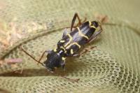 Xylotrechus antilope