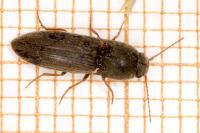 Agriotes