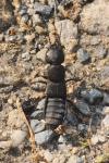 Ocypus olens