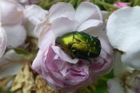 Cetonia aurata